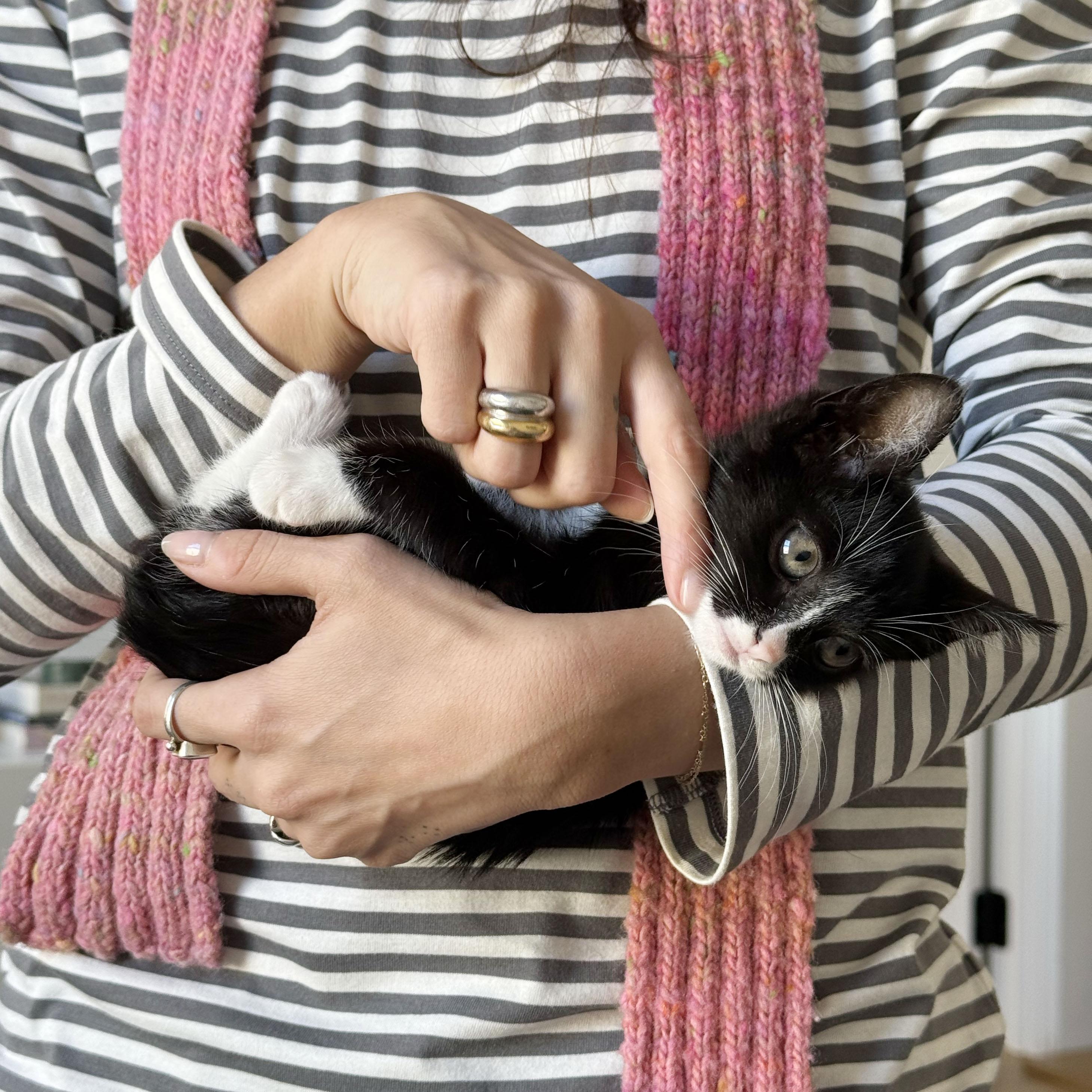 Enlarge Cashmere + Velvet, a ADOPTABLE Domestic Medium Hair in BROOKLYN, NY image 2/6