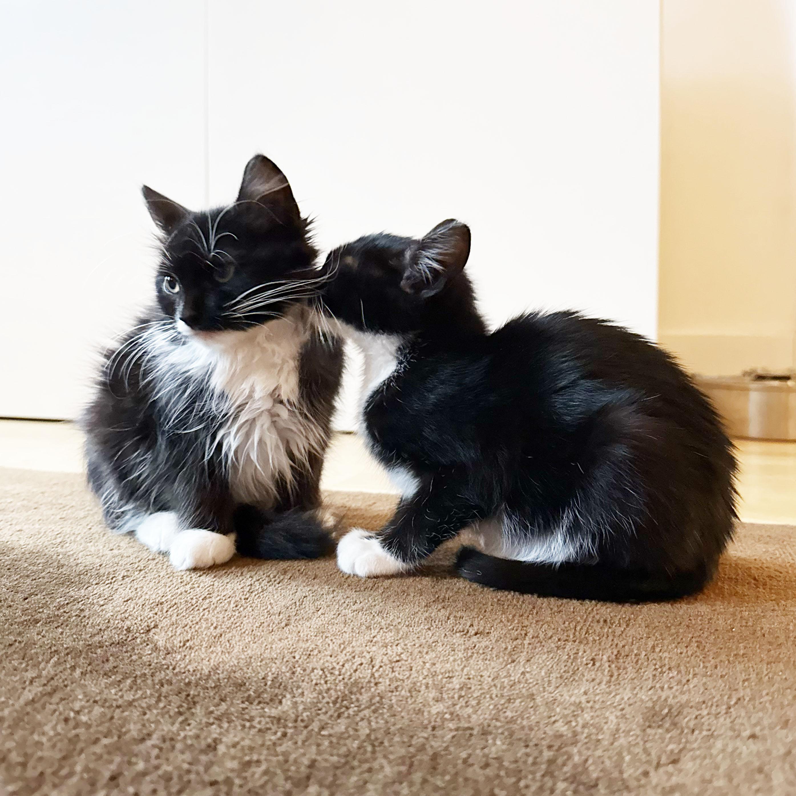 Enlarge Cashmere + Velvet, a ADOPTABLE Domestic Medium Hair in BROOKLYN, NY image 3/6