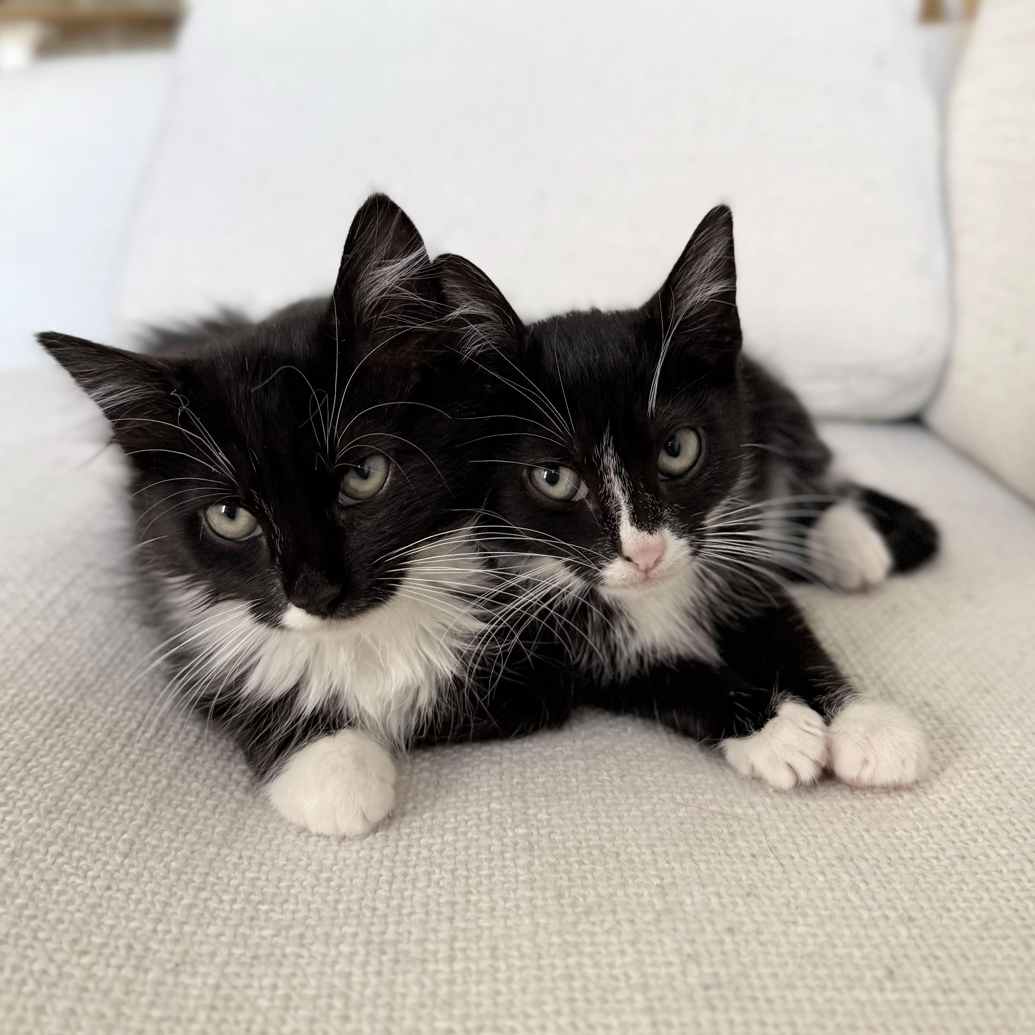 Enlarge Cashmere + Velvet, a ADOPTABLE Domestic Medium Hair in BROOKLYN, NY image 4/6