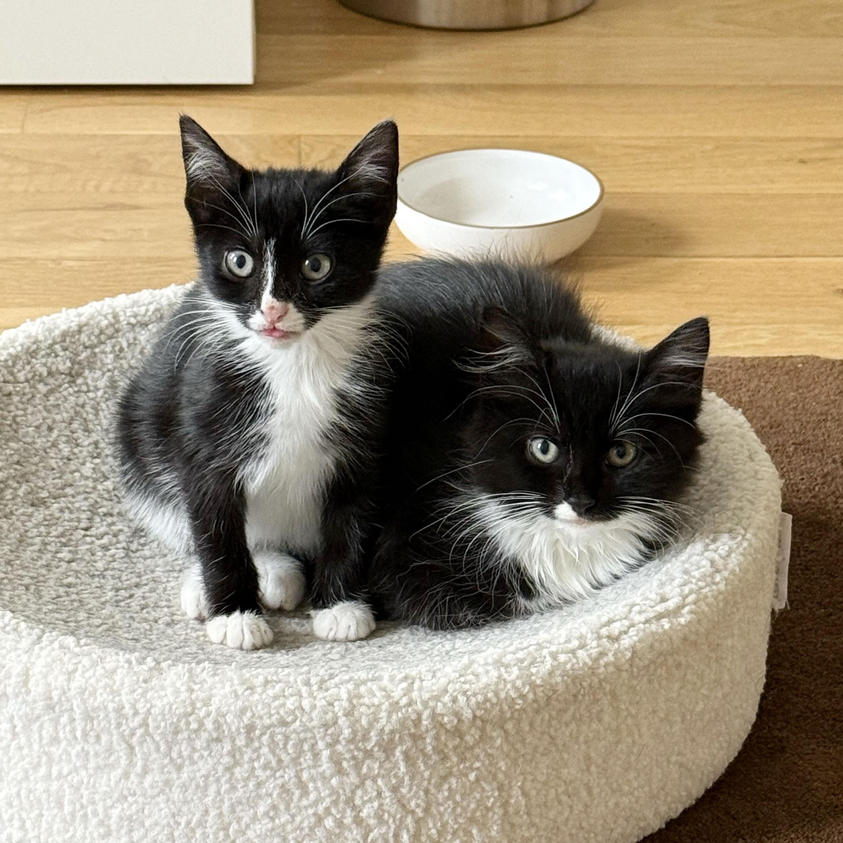 Enlarge Cashmere + Velvet, a ADOPTABLE Domestic Medium Hair in BROOKLYN, NY image 5/6