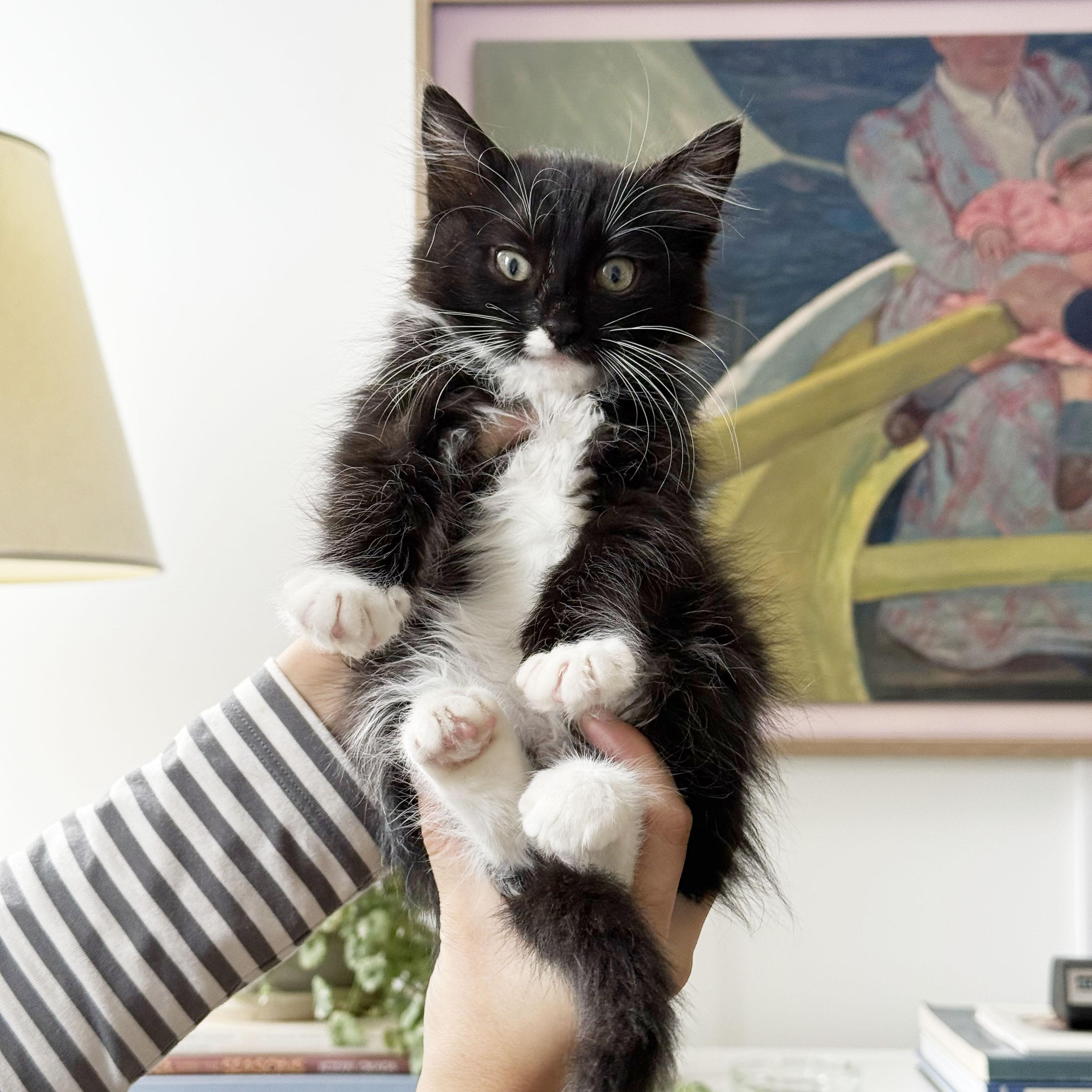 Enlarge Cashmere + Velvet, a ADOPTABLE Domestic Medium Hair in BROOKLYN, NY image 6/6