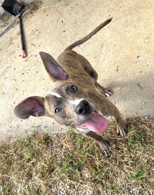 DRACULA, Adoptable, Young Male Pit Bull Terrier & Mixed Breed.