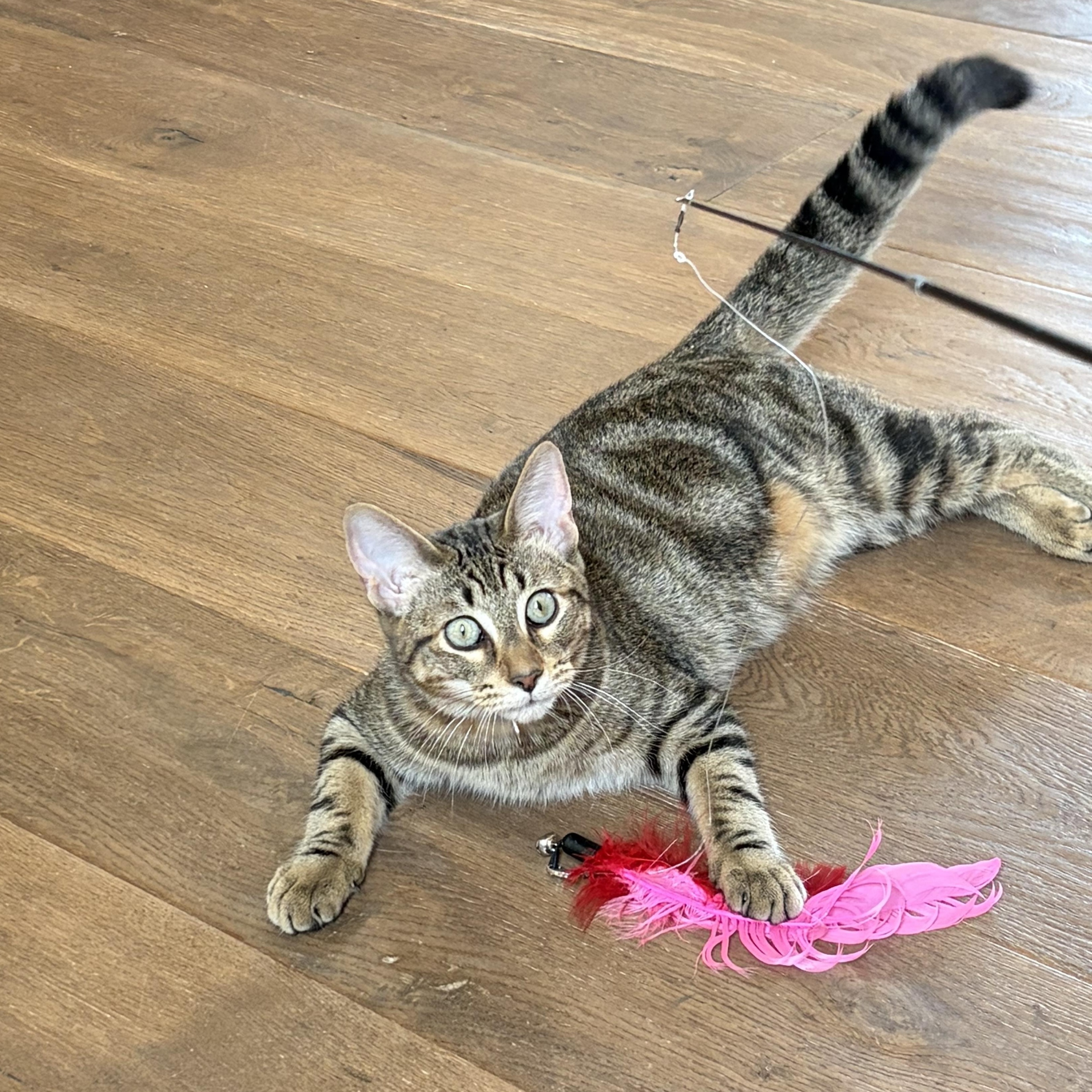 Gus (and Marie), Adoptable, Kitten Male Domestic Short Hair.