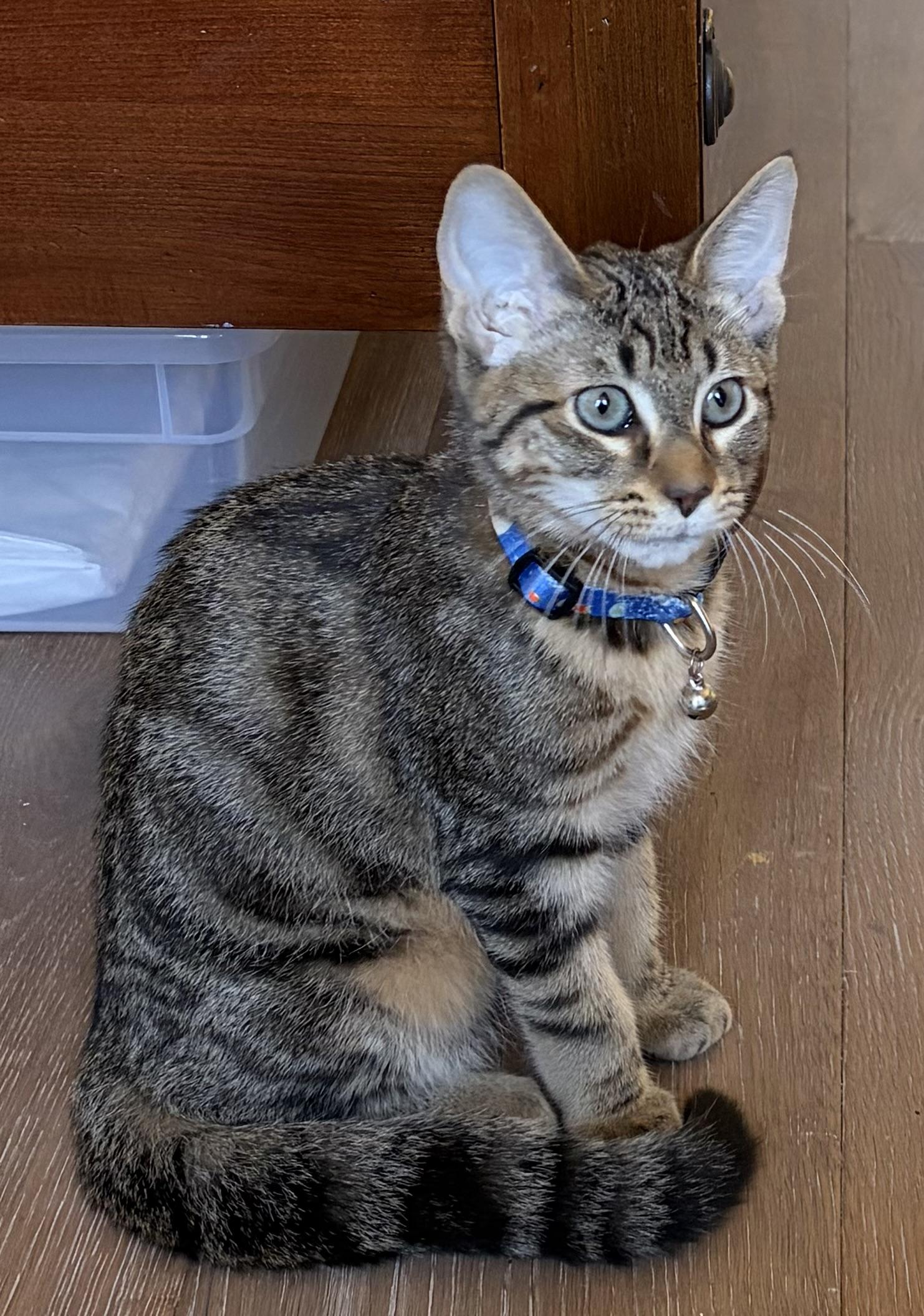 Gus (and Marie), a Adoptable Domestic Short Hair in Boston, MA image 4/4