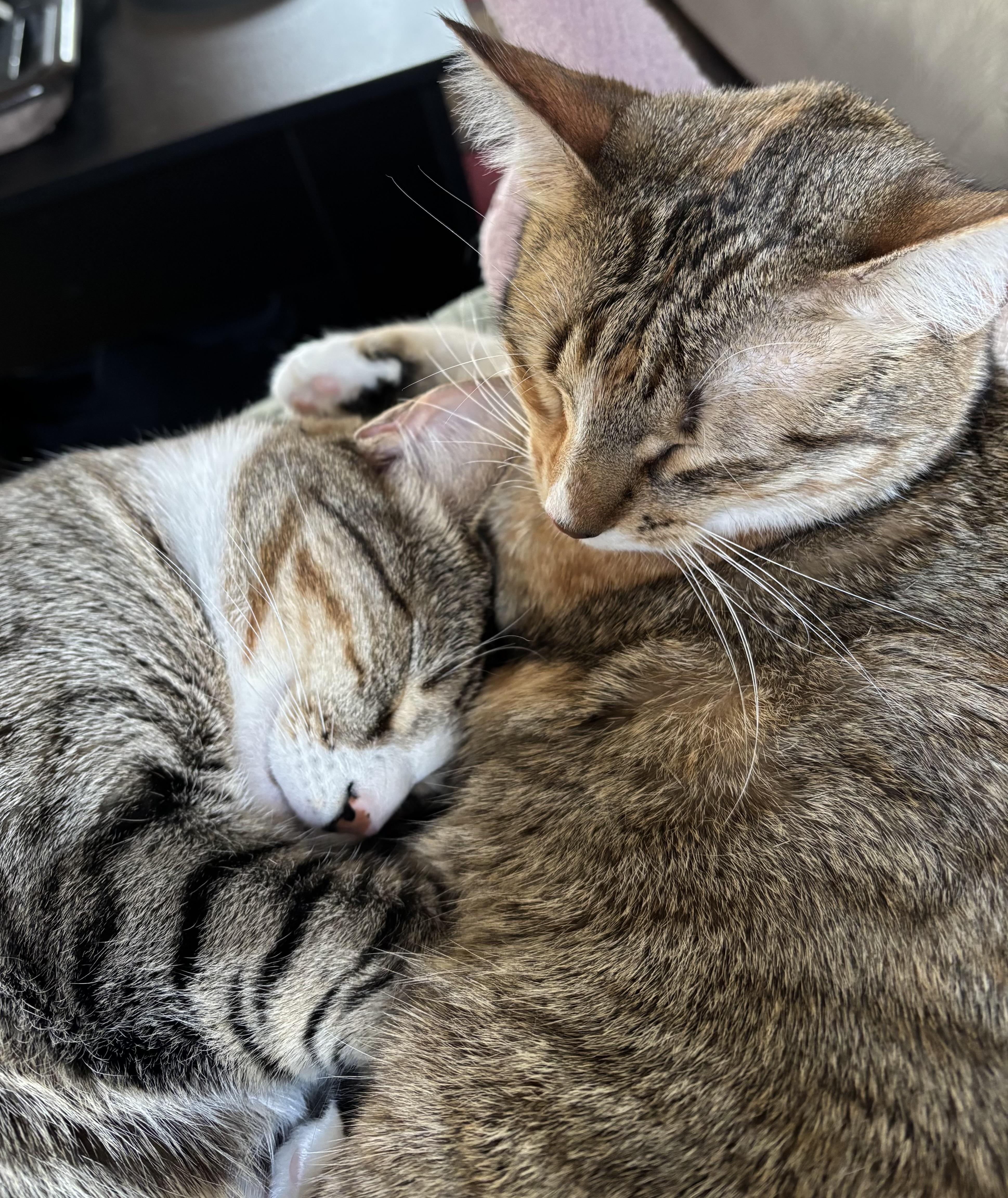 Gus (and Marie), a Adoptable Domestic Short Hair in Boston, MA image 3/4