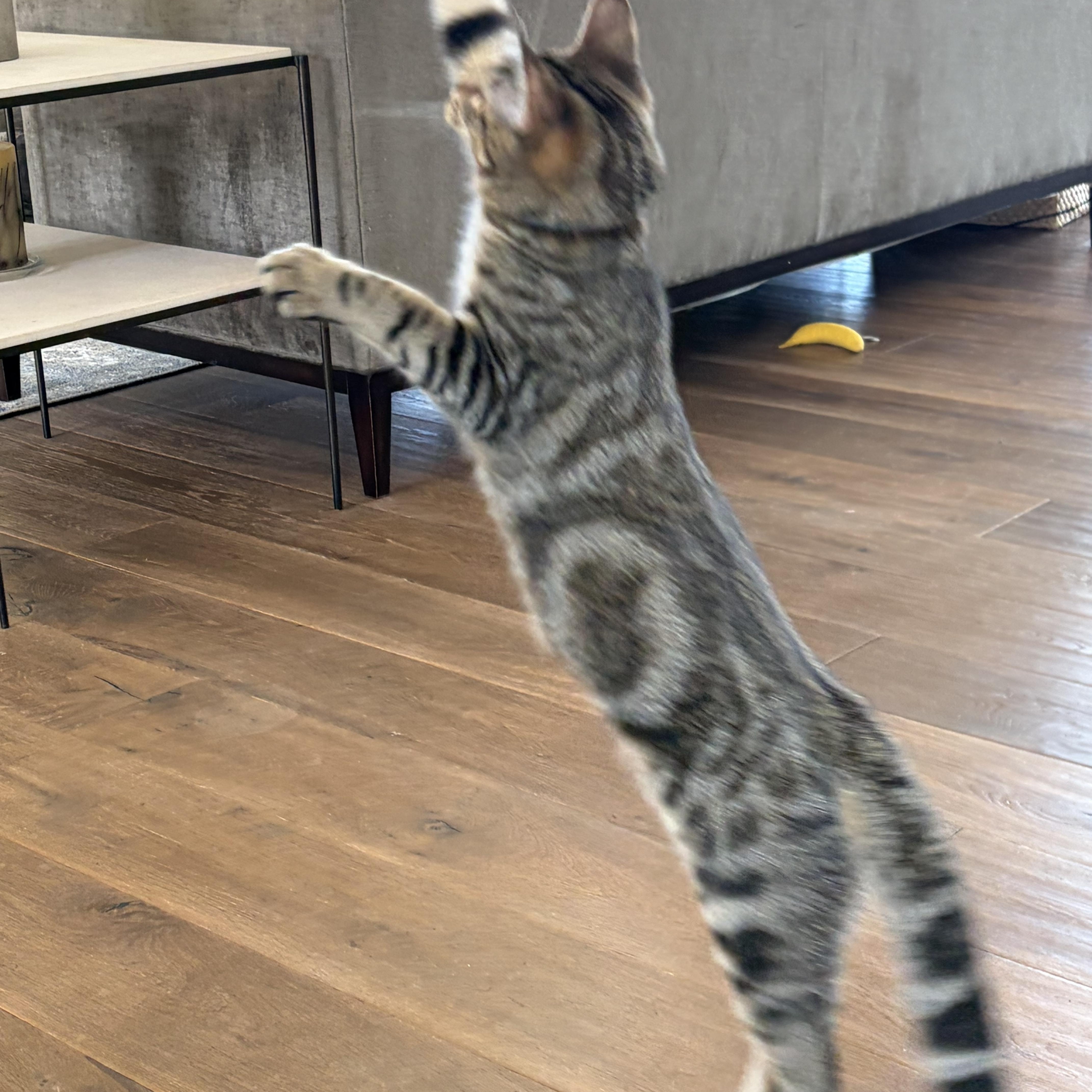 Gus (and Marie), a Adoptable Domestic Short Hair in Boston, MA image 2/4