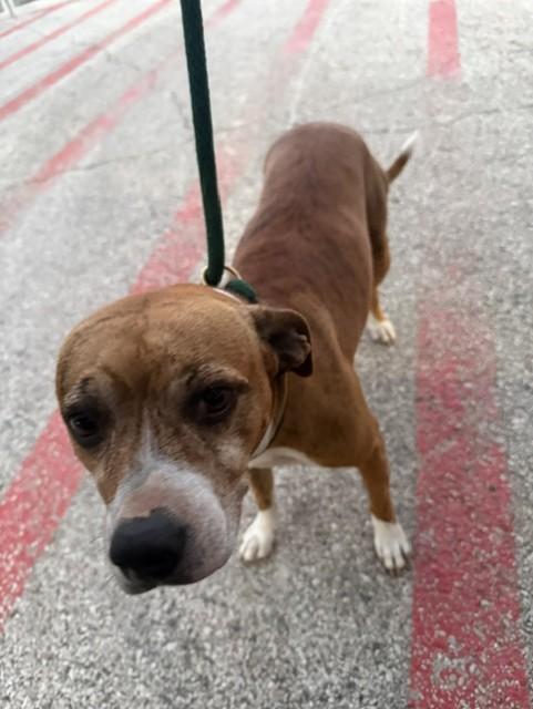 Enlarge Lilah, a Adoptable mixed breed in Windcrest, TX image 4/5