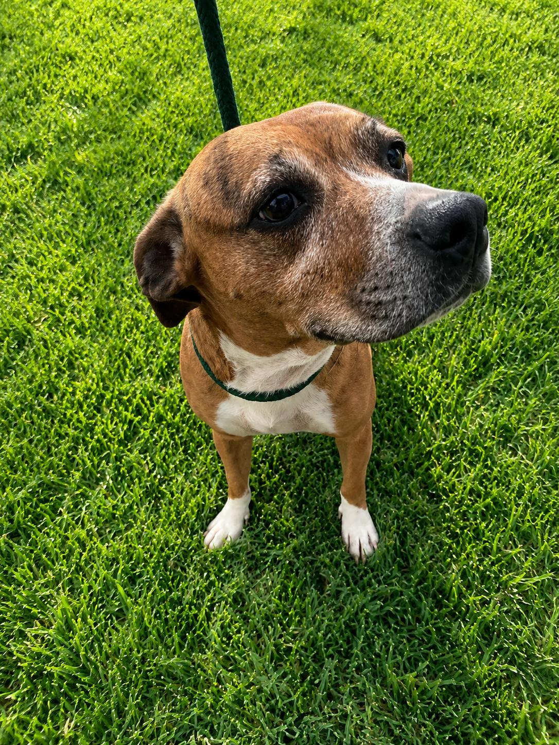 Enlarge Lilah, a Adoptable mixed breed in Windcrest, TX image 3/5