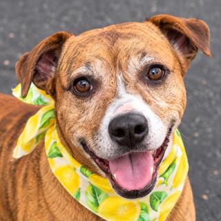 Lilah, Adoptable, Adult Female Pit Bull Terrier.