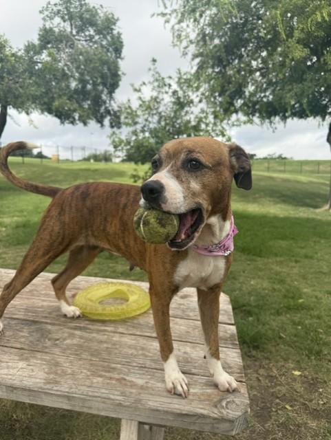Enlarge Lilah, a Adoptable mixed breed in Windcrest, TX image 5/5