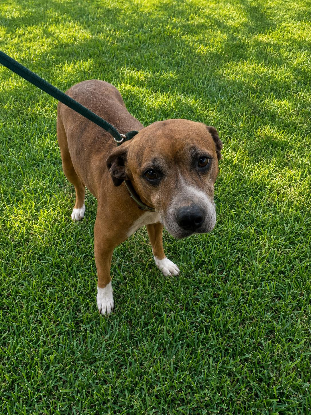 Enlarge Lilah, a Adoptable mixed breed in Windcrest, TX image 2/5