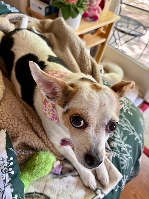 Enlarge Marlene, a Adoptable mixed breed in Roseville, CA image 1/6