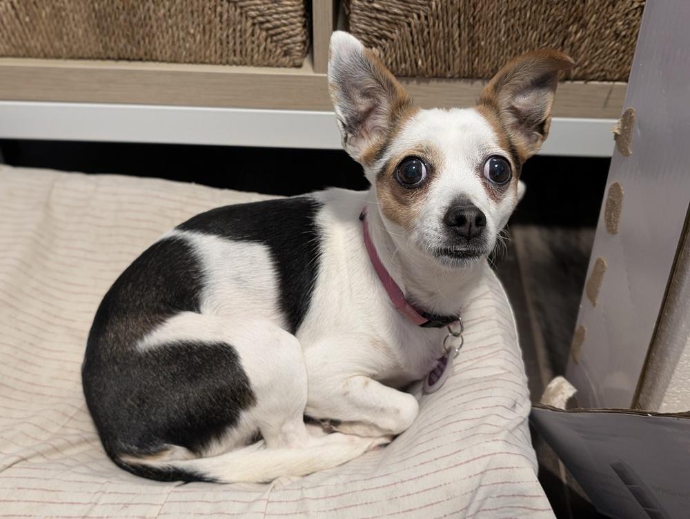 Enlarge Marlene, a Adoptable mixed breed in Roseville, CA image 2/6