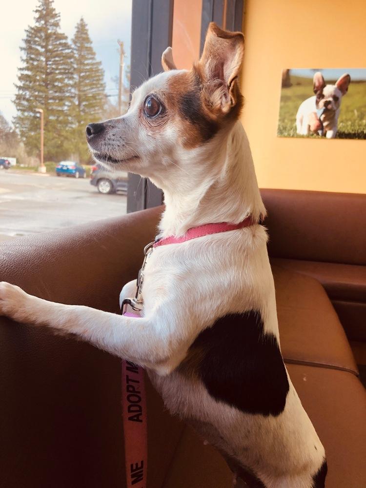 Enlarge Marlene, a Adoptable mixed breed in Roseville, CA image 4/6