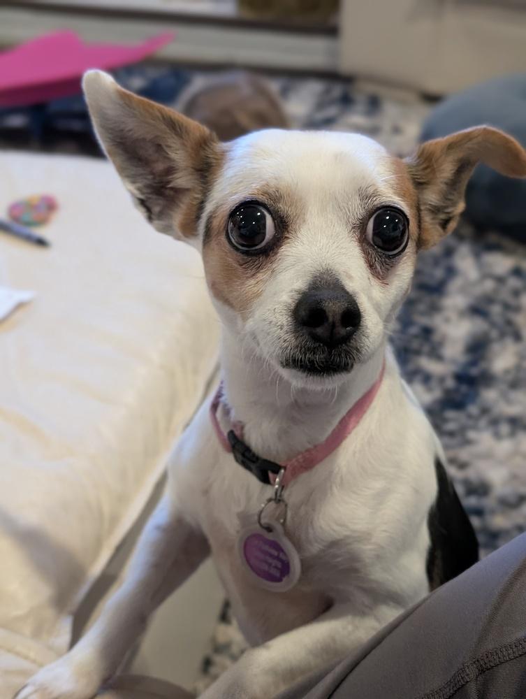 Enlarge Marlene, a Adoptable mixed breed in Roseville, CA image 5/6