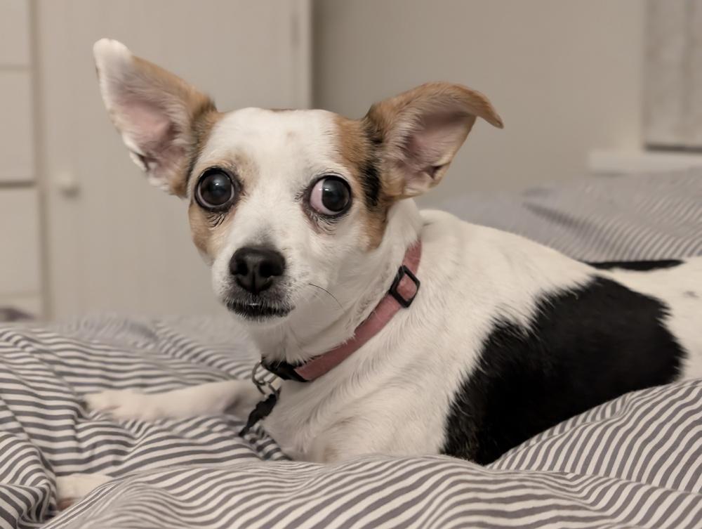 Enlarge Marlene, a Adoptable mixed breed in Roseville, CA image 6/6
