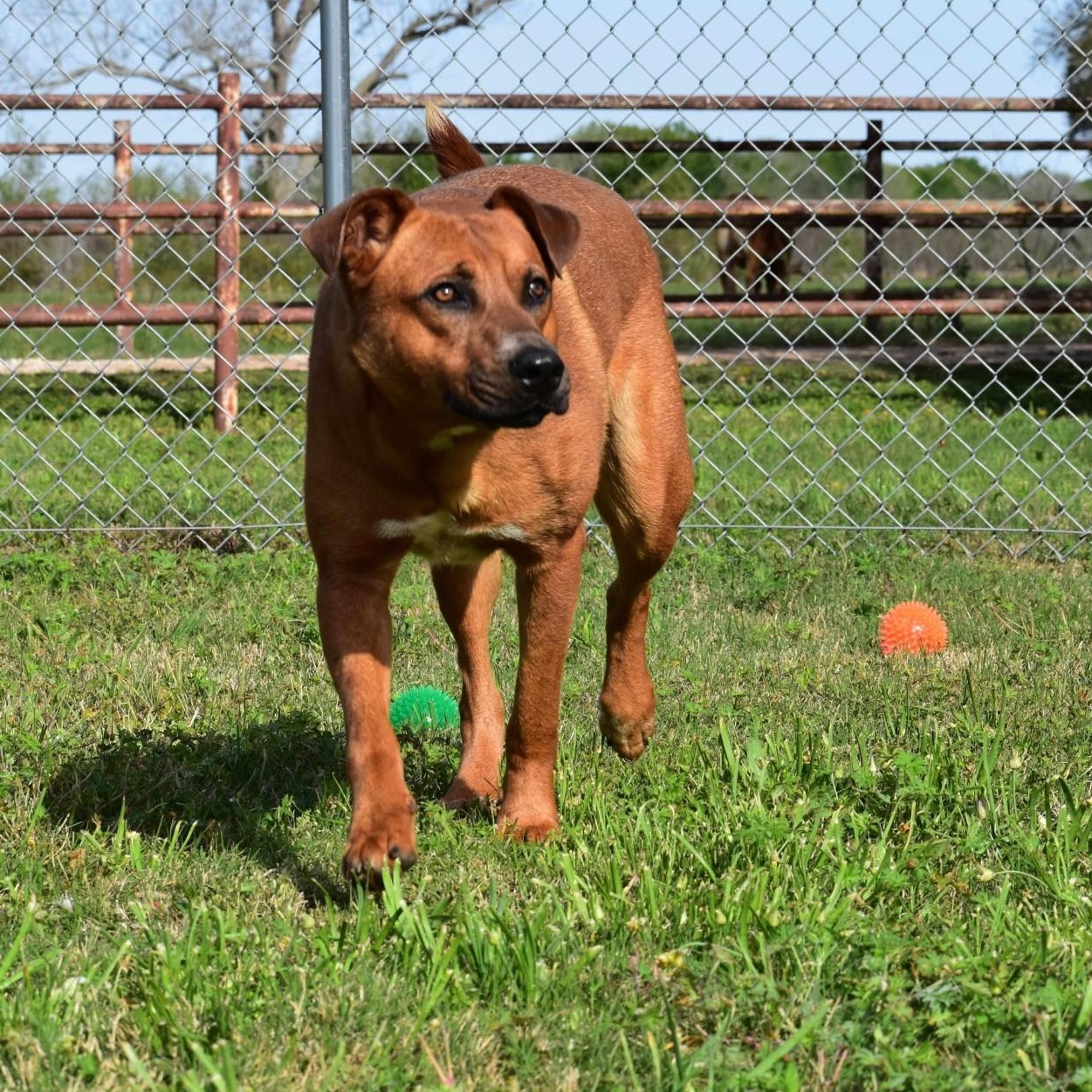 Enlarge Maurice, an adopted mixed breed in Belchertown, MA image 5/6