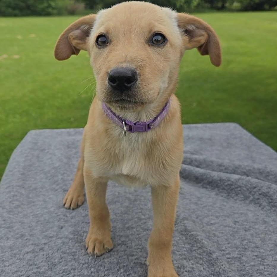 Denali, ADOPTABLE, Puppy Female Labrador Retriever & Australian Shepherd.