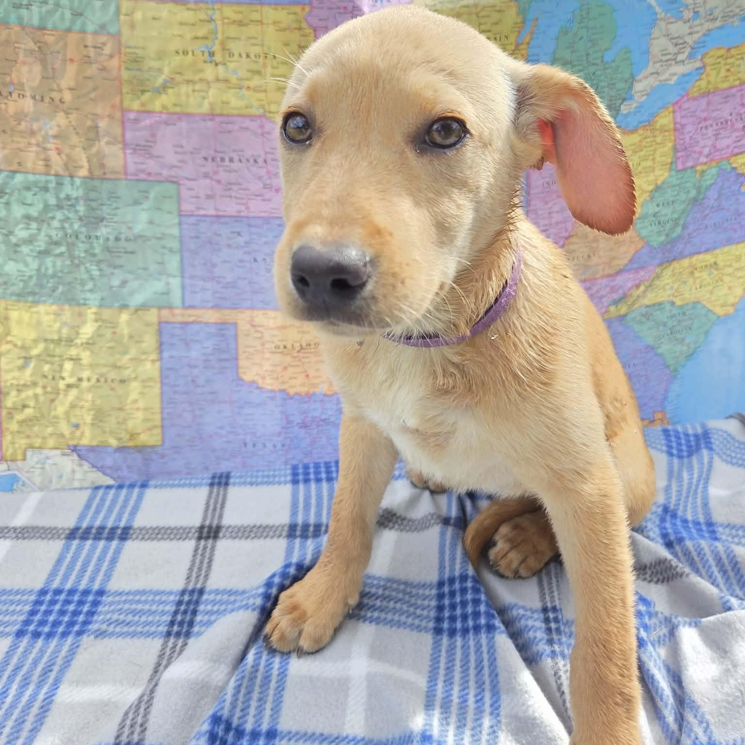 Denali, ADOPTABLE, Puppy Female Labrador Retriever & Australian Shepherd.