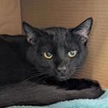 Binxy, adopted, Kitten Male Domestic Short Hair.