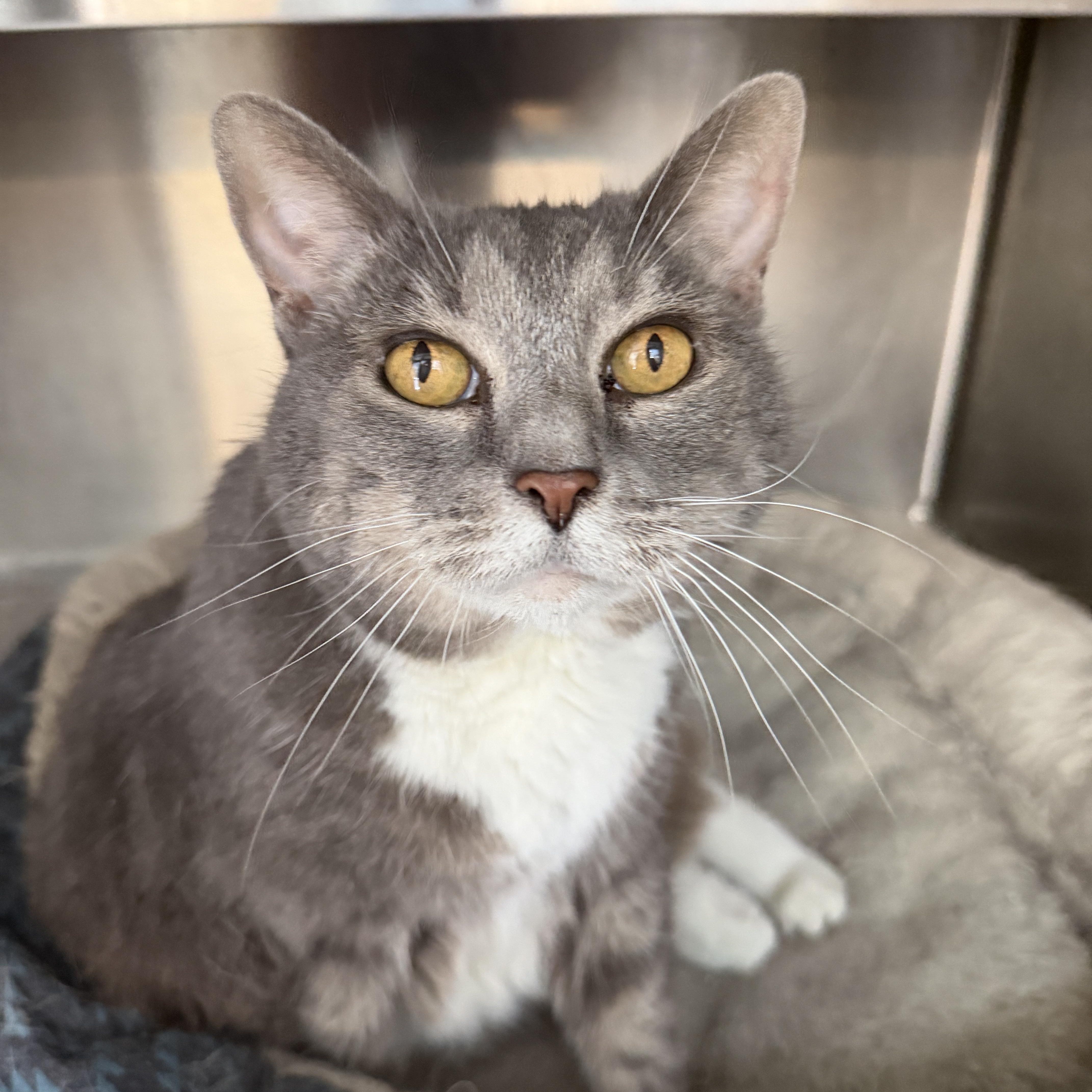 Dixie Doodle CM 6/16, a ADOPTABLE Domestic Short Hair in West Bloomfield, MI image 1/6