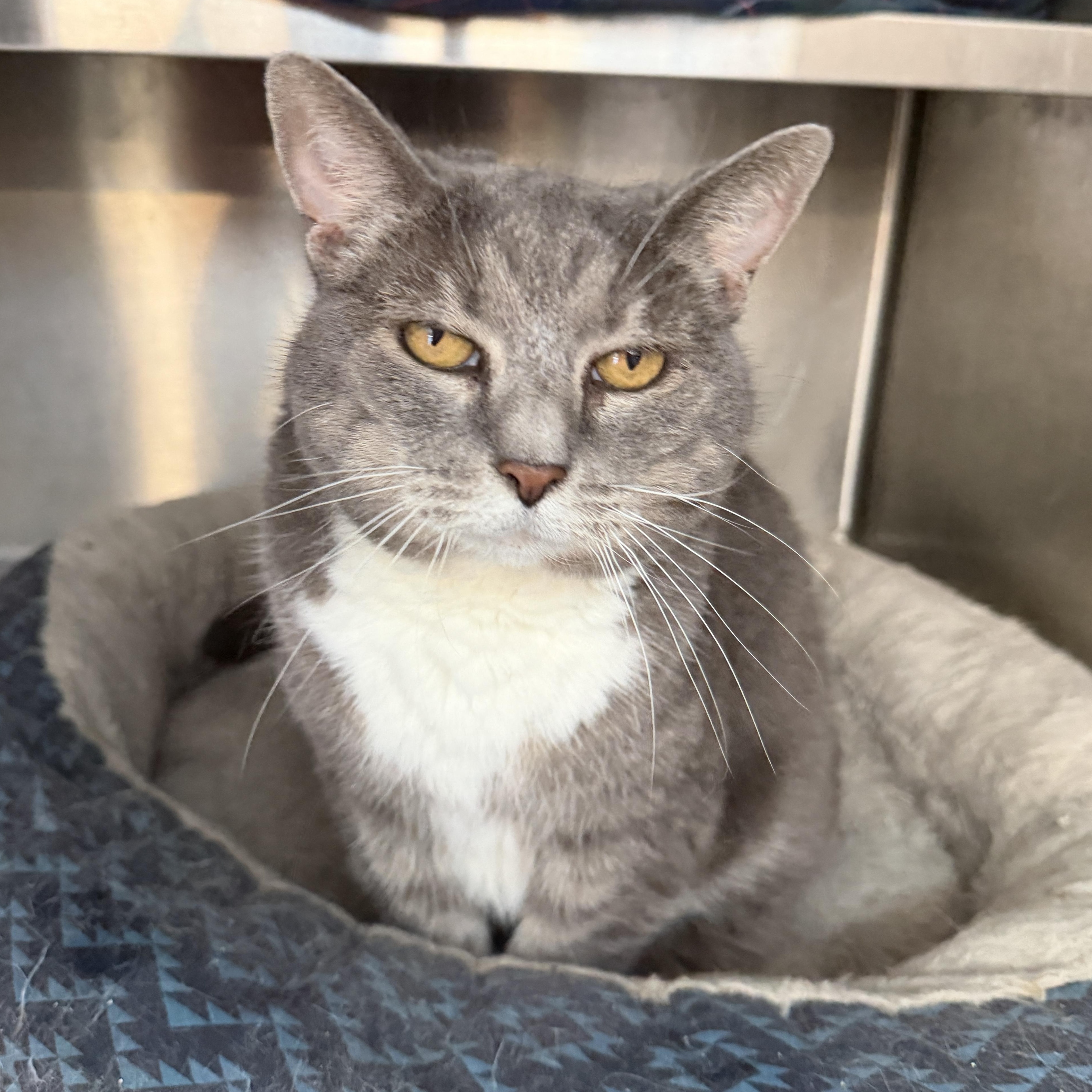 Dixie Doodle CM 6/16, a ADOPTABLE Domestic Short Hair in West Bloomfield, MI image 6/6