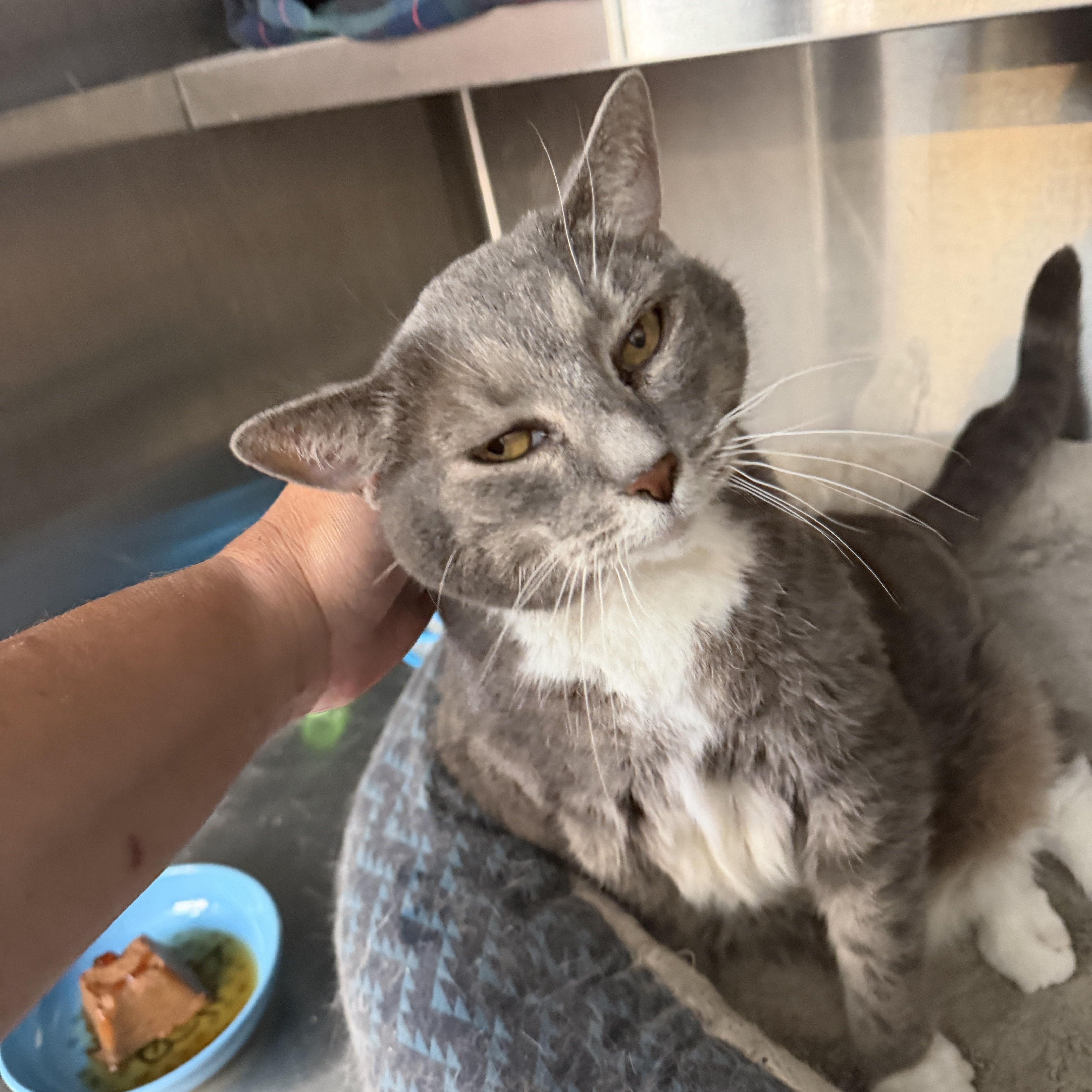 Dixie Doodle CM 6/16, a ADOPTABLE Domestic Short Hair in West Bloomfield, MI image 3/6