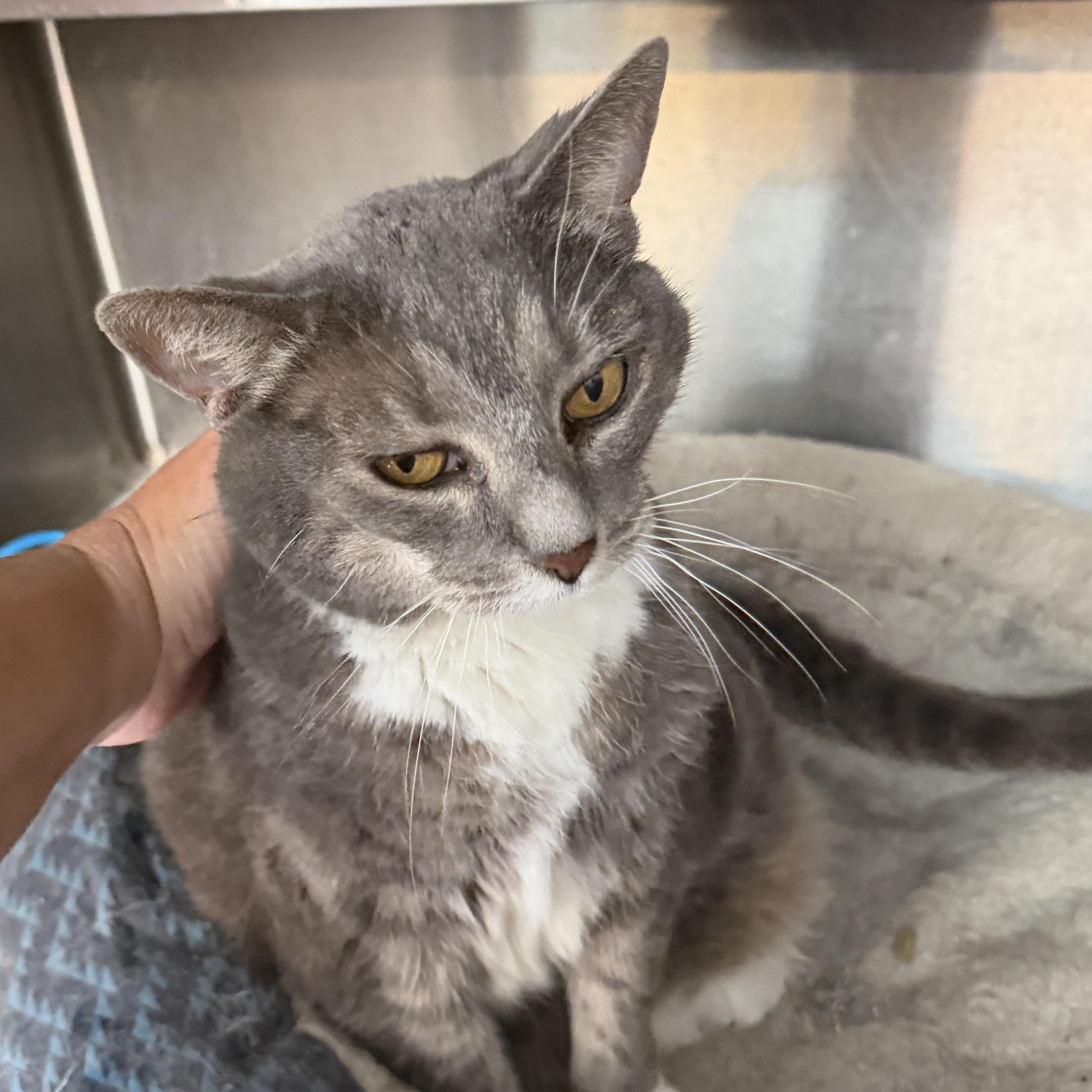 Dixie Doodle CM 6/16, a ADOPTABLE Domestic Short Hair in West Bloomfield, MI image 4/6