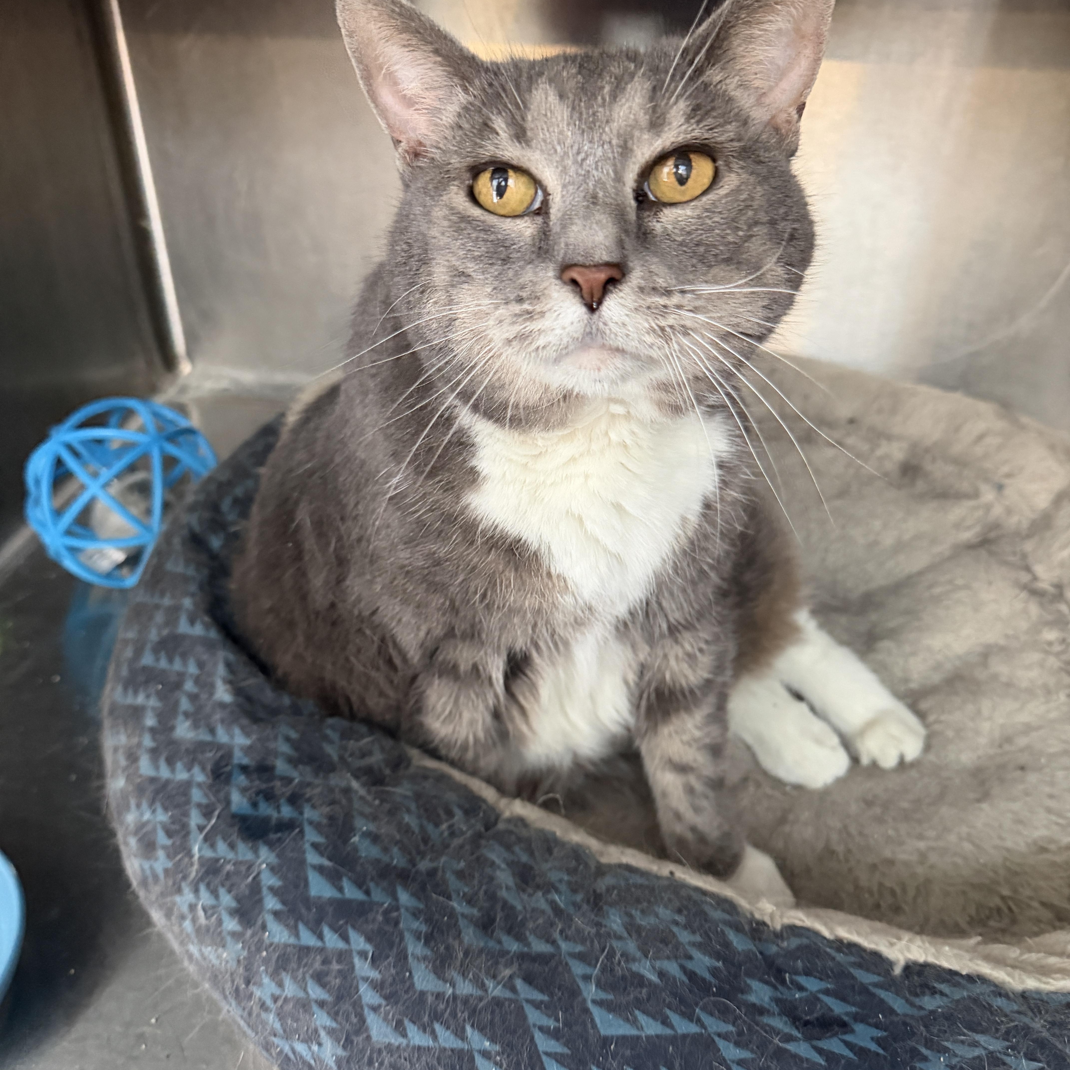 Dixie Doodle CM 6/16, a ADOPTABLE Domestic Short Hair in West Bloomfield, MI image 2/6