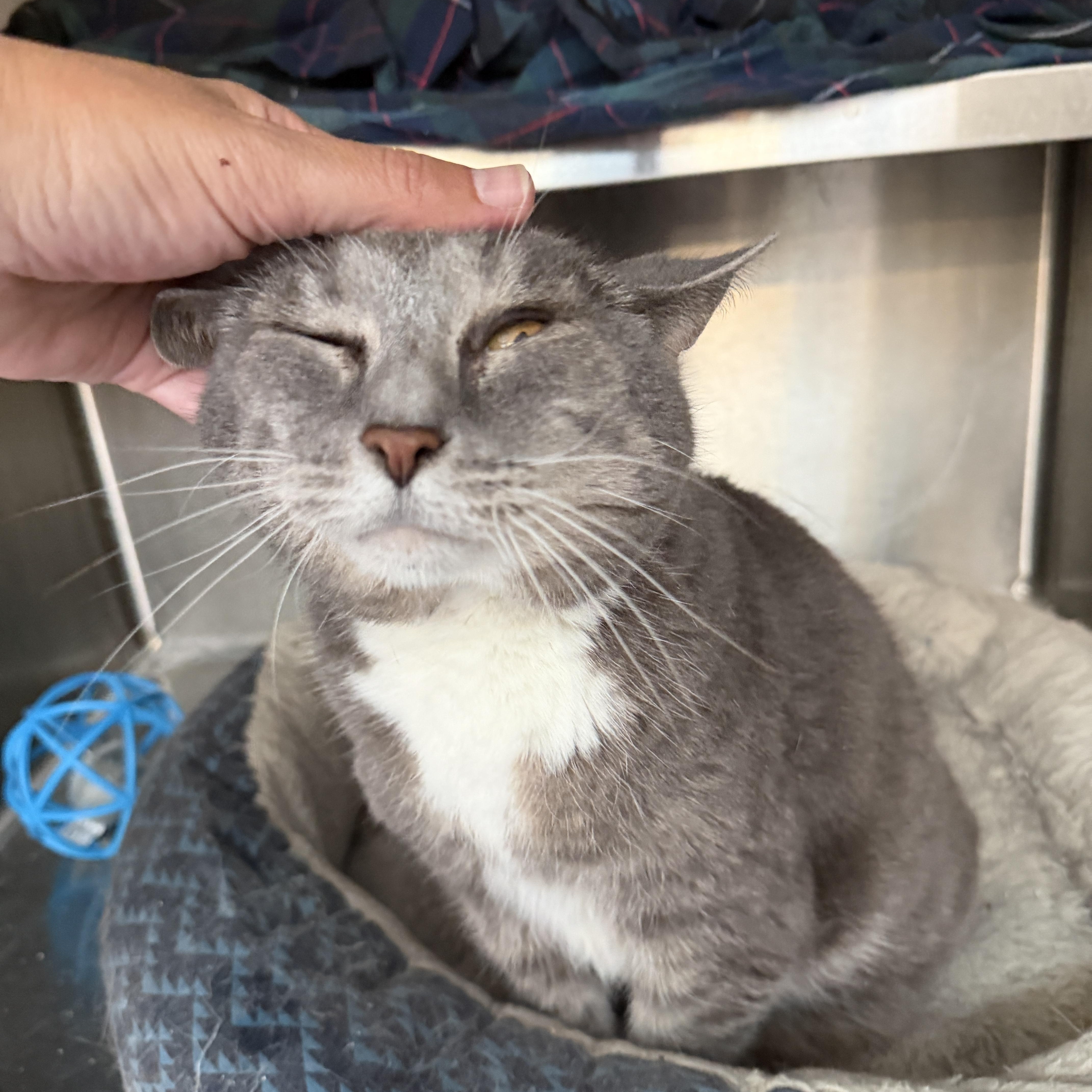 Dixie Doodle CM 6/16, a ADOPTABLE Domestic Short Hair in West Bloomfield, MI image 5/6