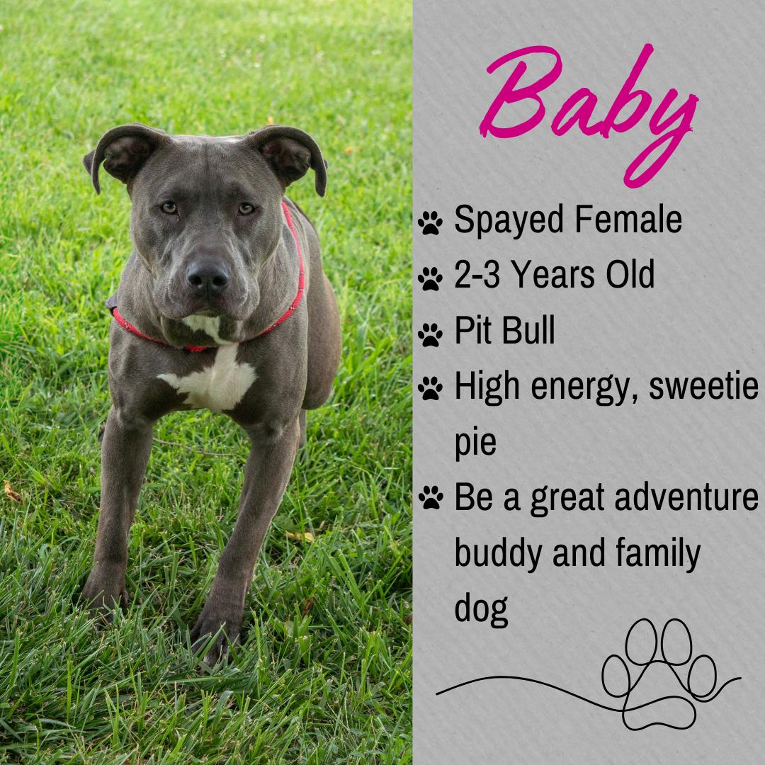 Enlarge Baby, a ADOPTABLE mixed breed in Junction City, KS image 1/1