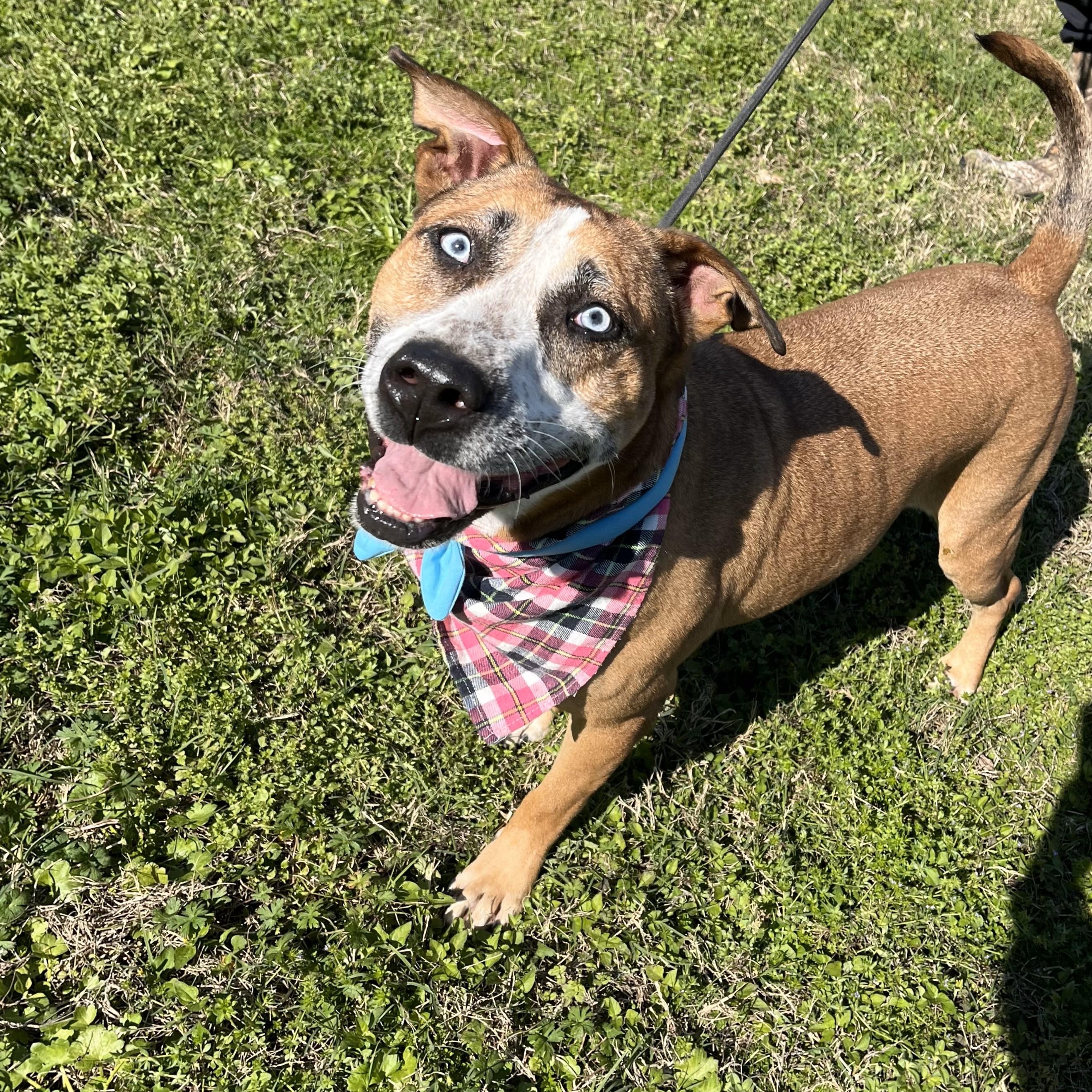 Ember — thumbnail 5