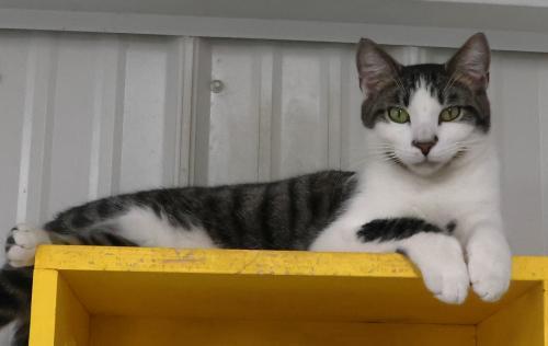 Enlarge Henry, a Adoptable mixed breed in Thief River Falls, MN image 1/1