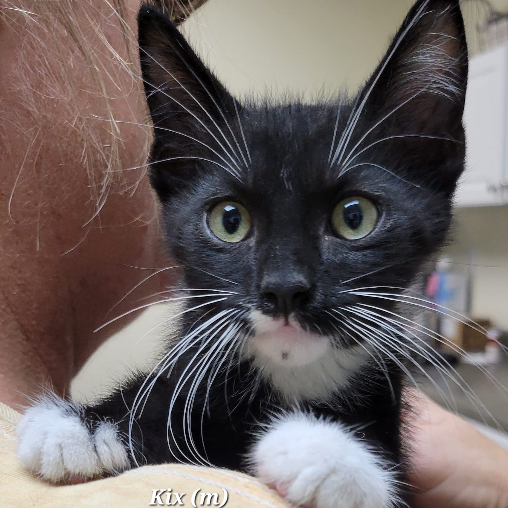 Cat for adoption Kix, a Domestic Short Hair in Mazon, IL Petfinder