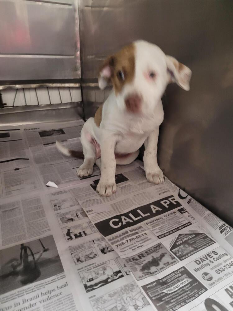 Opal, Adoptable, Puppy Female Pit Bull Terrier.