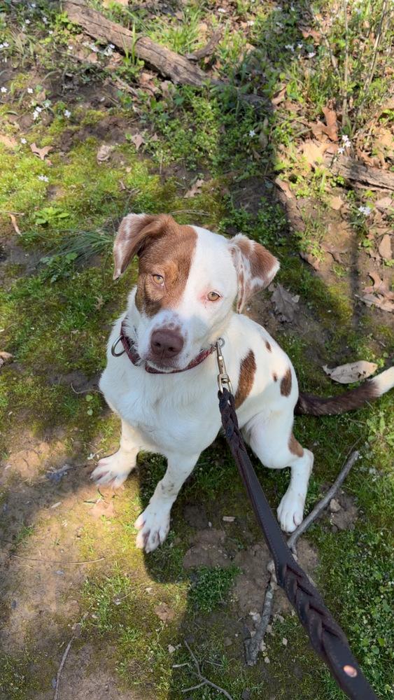 Enlarge Opal, a Adoptable mixed breed in Linton, IN image 2/3