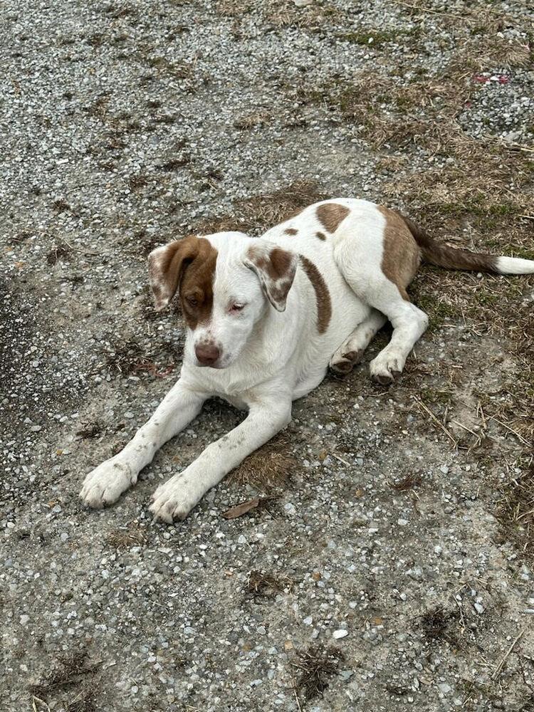 Enlarge Opal, a Adoptable mixed breed in Linton, IN image 3/3