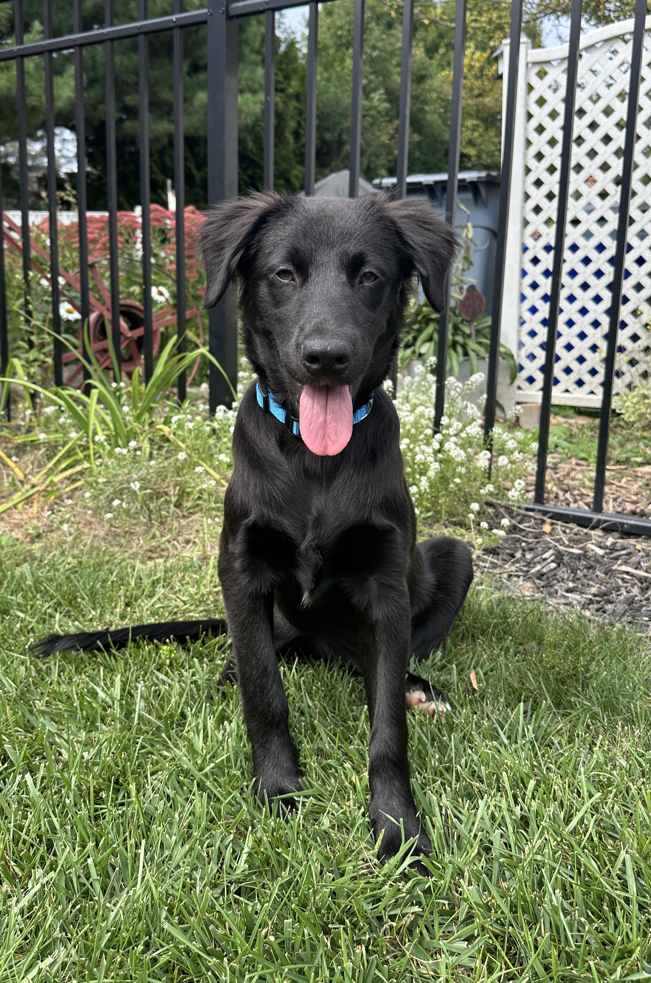 Slate Has Been Adopted!, Adopted, Puppy Male Black Labrador Retriever & Collie.