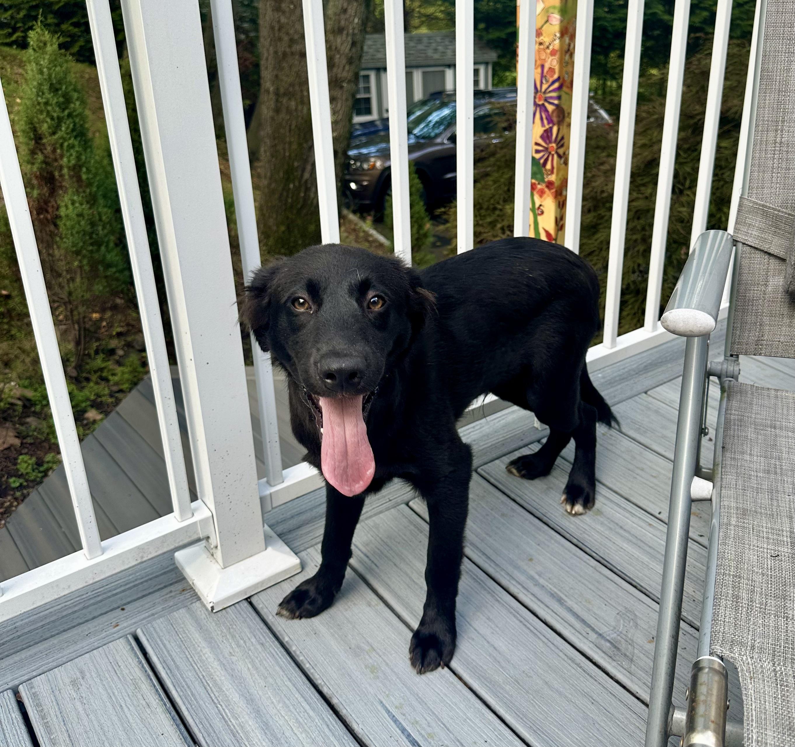 Enlarge Slate Has Been Adopted!, a Adopted mixed breed in Randolph, NJ image 5/6