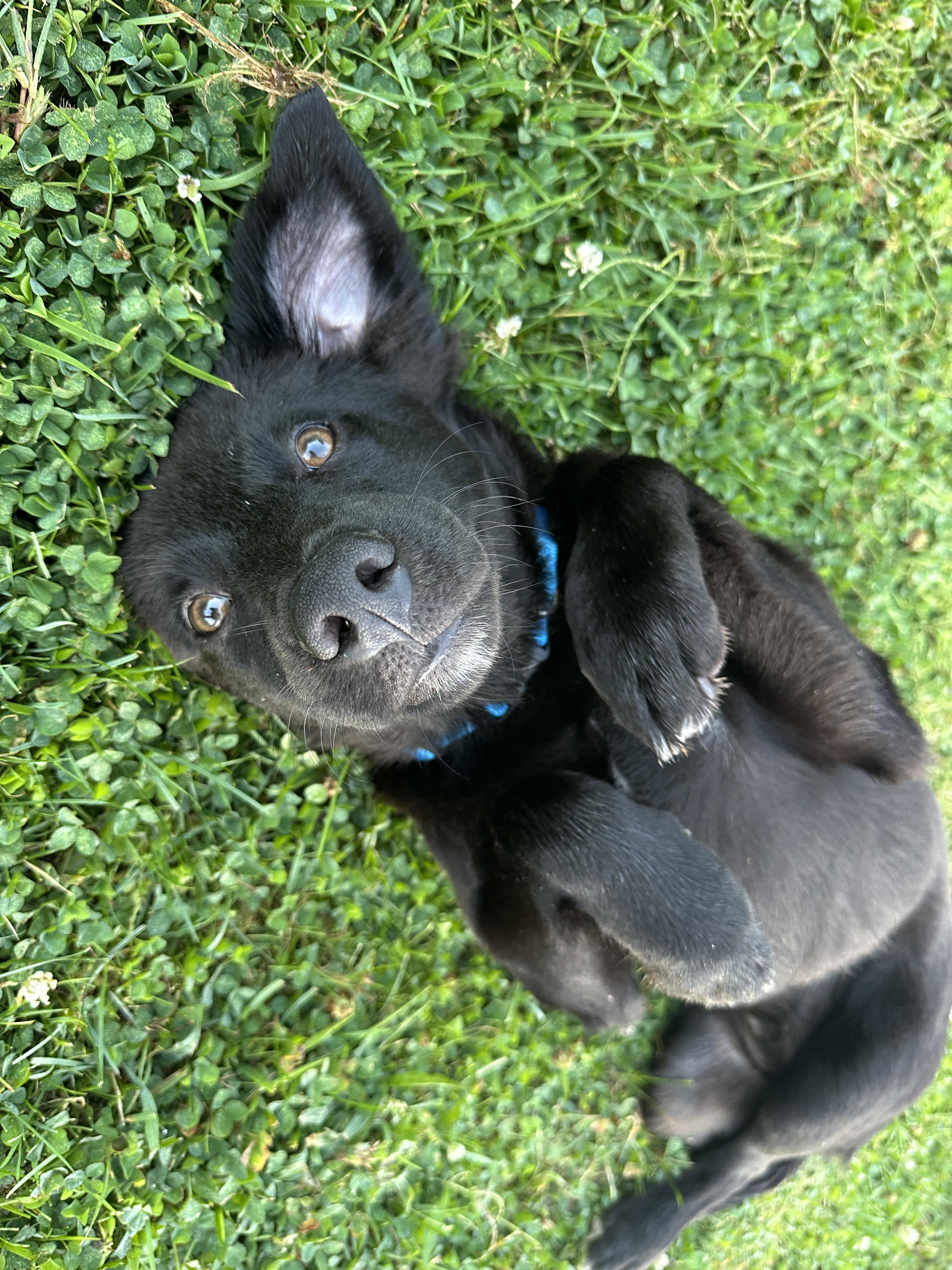 Enlarge Slate Has Been Adopted!, a Adopted mixed breed in Randolph, NJ image 6/6