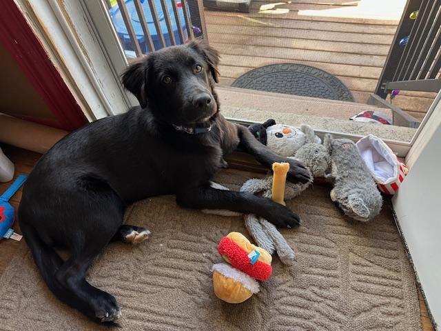 Enlarge Slate Has Been Adopted!, a Adopted mixed breed in Randolph, NJ image 2/6