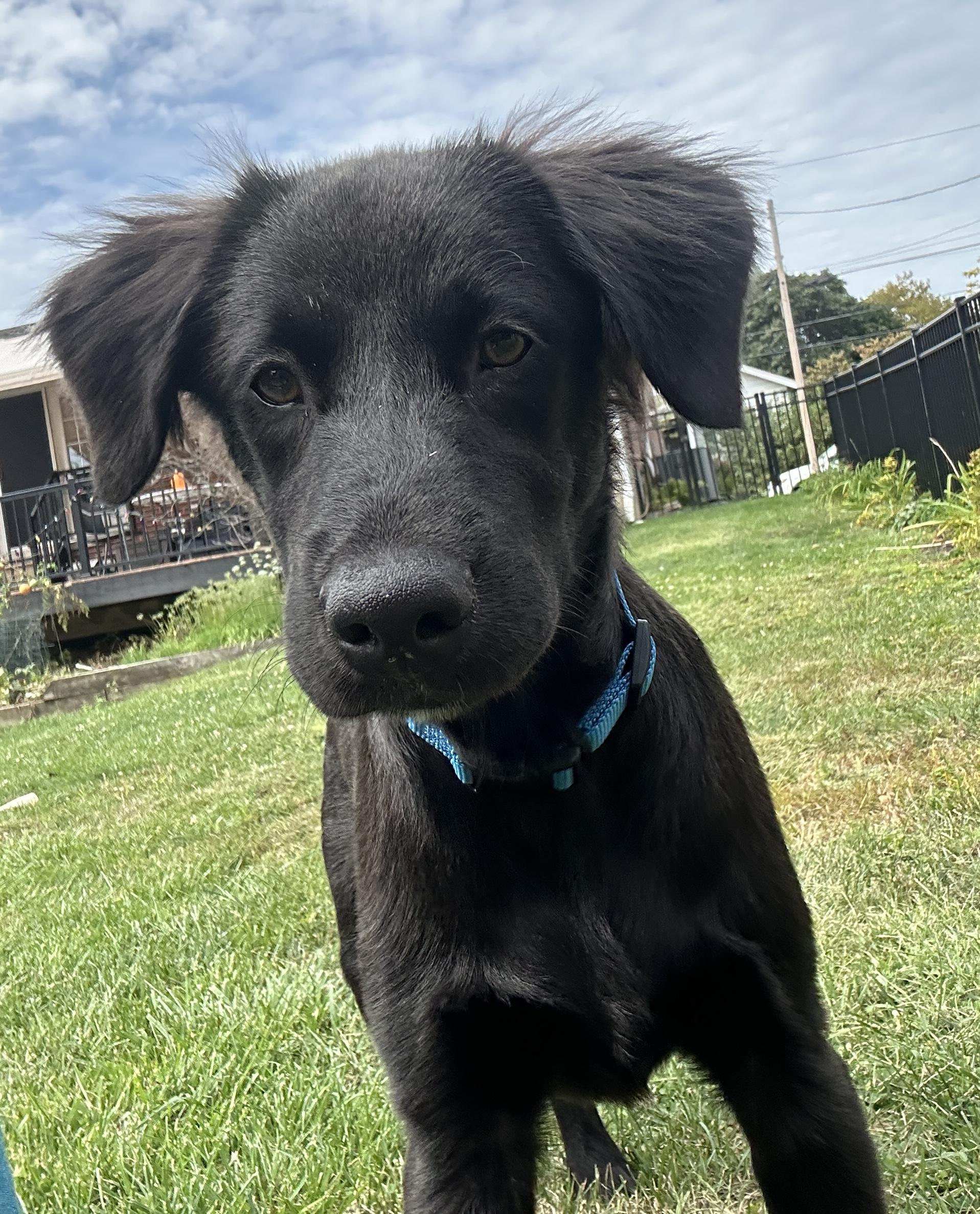 Enlarge Slate Has Been Adopted!, a Adopted mixed breed in Randolph, NJ image 4/6