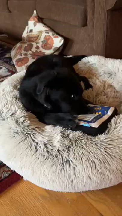 Enlarge Slate Has Been Adopted!, a Adopted mixed breed in Randolph, NJ video 3/6