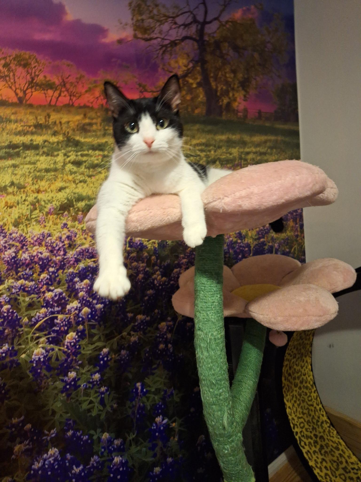 Jasper and Delilah, Adoptable, Young Male Domestic Short Hair.