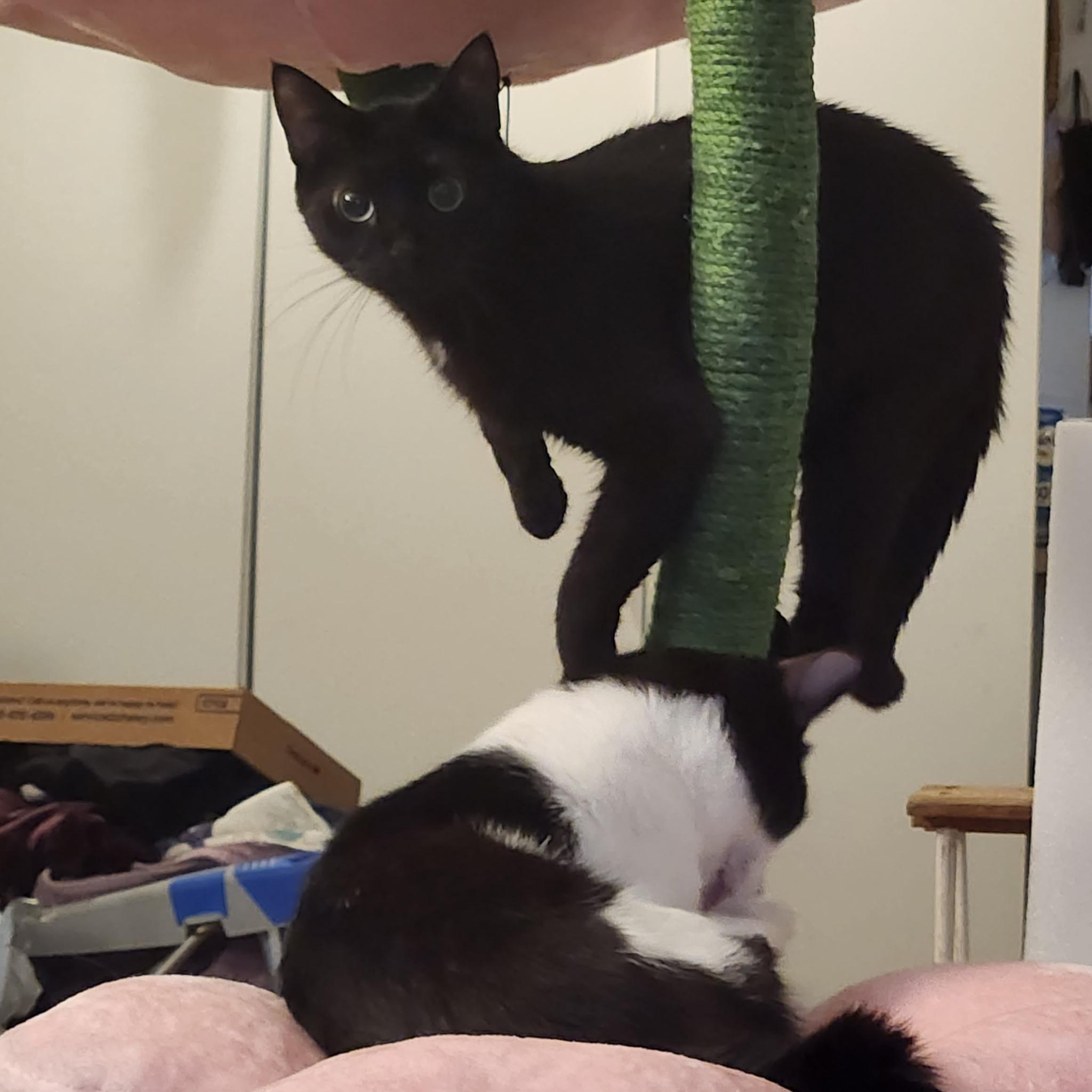Enlarge Jasper and Delilah, a Adoptable Domestic Short Hair in Wilmington, NC image 5/5