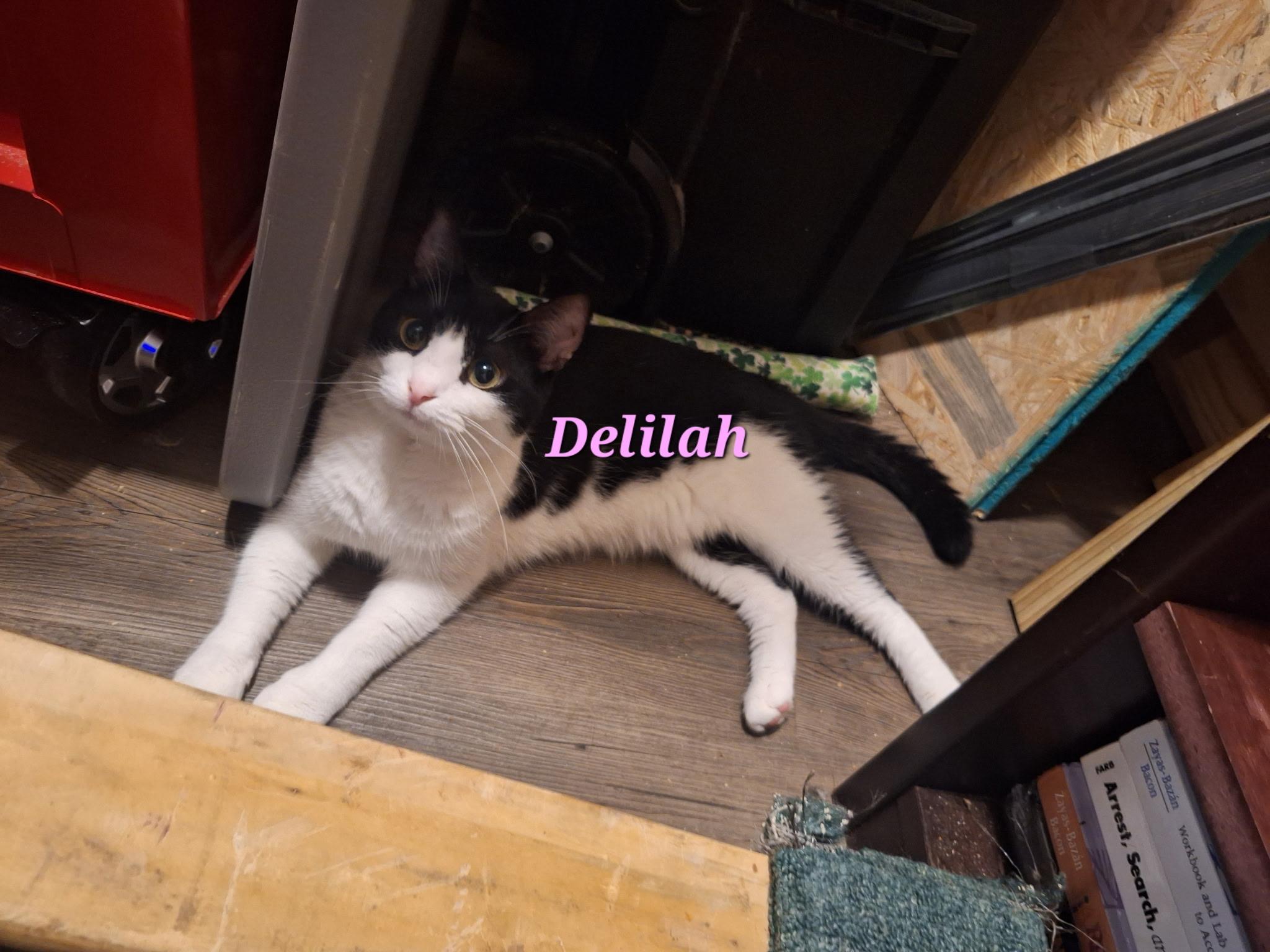 Enlarge Jasper and Delilah, a Adoptable Domestic Short Hair in Wilmington, NC image 3/5