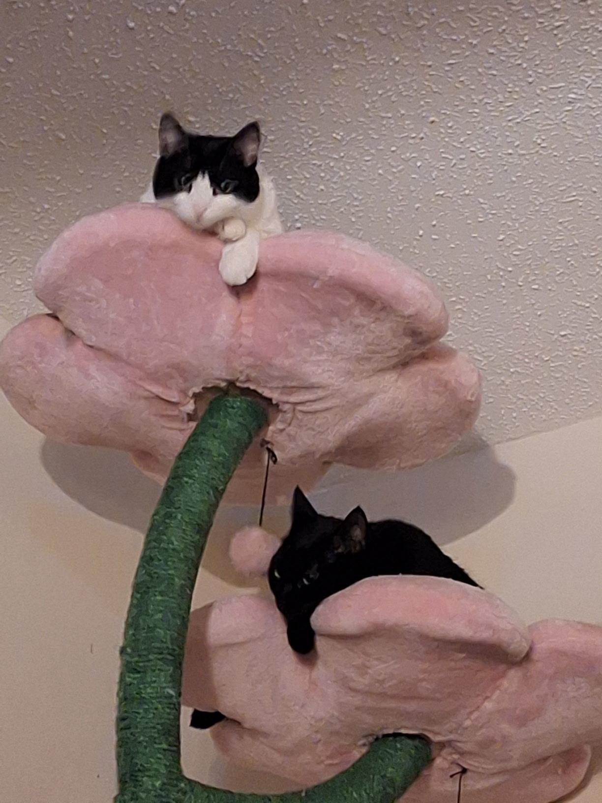 Enlarge Jasper and Delilah, a Adoptable Domestic Short Hair in Wilmington, NC image 4/5