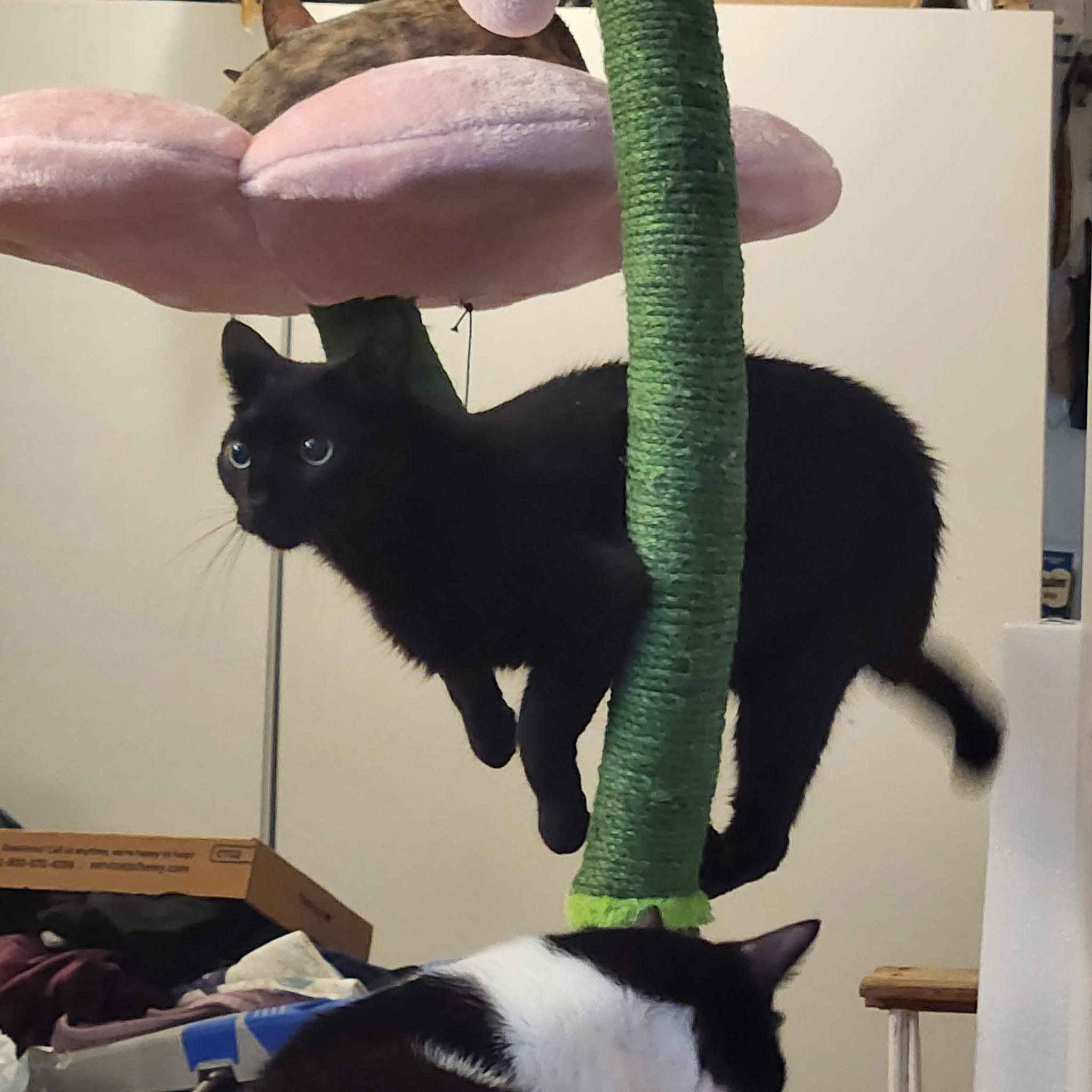 Enlarge Jasper and Delilah, a Adoptable Domestic Short Hair in Wilmington, NC image 2/5