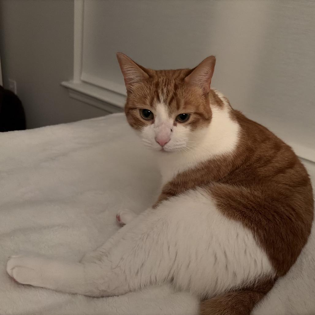 Jonas, Adoptable, Adult Male Domestic Short Hair.