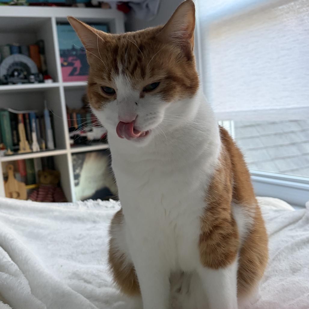 Jonas, a Adoptable Domestic Short Hair in Ponte Vedra Beach, FL image 2/6